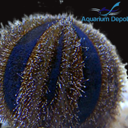 Blue Tuxedo Urchin - Mespilia globulus