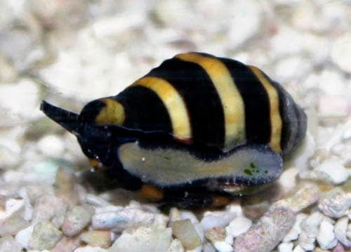 Bumble Bee Snail - Engina mendicaria
