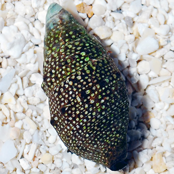 Cerith Snail - Cerithium sp.