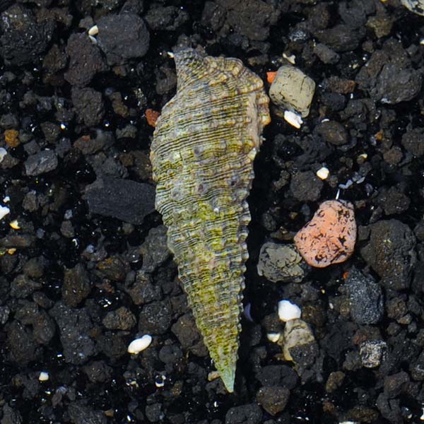 Cerith Snail - Cerithium sp.