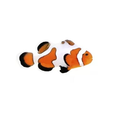 Extreme Gladiator Ocellaris Clownfish - Captive Bred - Small - 1" to 1.25"