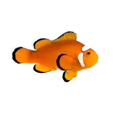 Extreme Misbar Ocellaris Clownfish - Captive Bred - Small - 1" to 1.25"