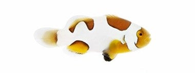 Extreme Picasso Percula Clownfish - Captive Bred - Small - 1" to 1.25"