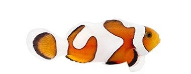 Gladiator Ocellaris Clownfish - Captive Bred - Small - 1" to 1.25"