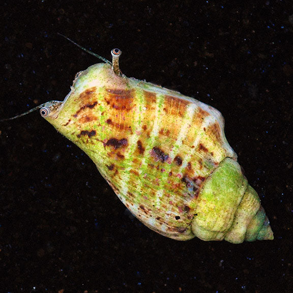 Fighting Conch - Strombus spp.