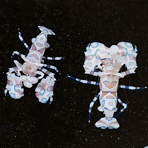 Harlequin Shrimp - Hymenocera elegans