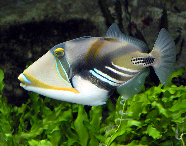 Humu Picasso Triggerfish - Rhinecanthus aculeatus