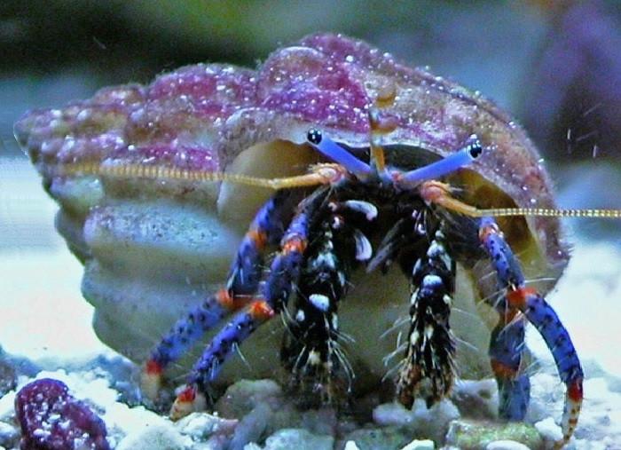 Dwarf Blue Leg Hermit Crab - Clibanarius tricolor