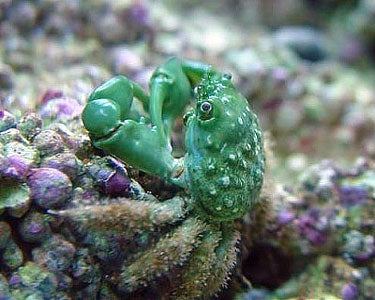 Emerald Crab - Mithraculus sculptus