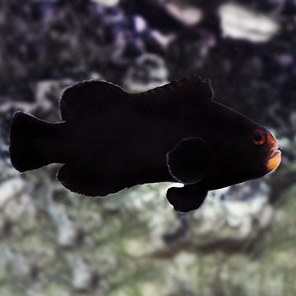 Midnight Ocellaris Clownfish - Captive Bred - Small - 1" to 2"