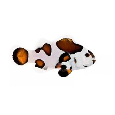 Mocha Storm Clownfish - Captive Bred - Small - 1" to 1.25"