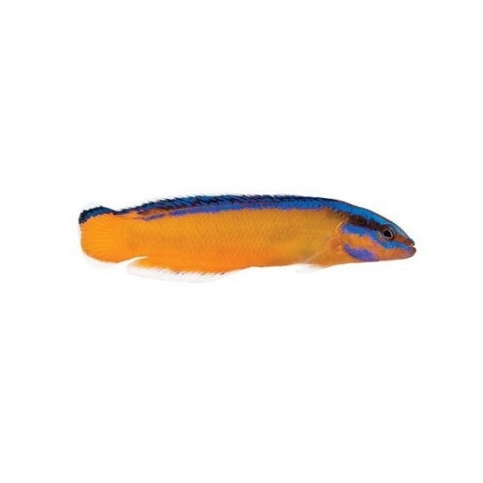 Neon Dottyback - Captive Bred - 1" to 2" - (Pseudochromis aldabraensis)