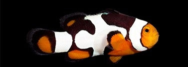 Onyx Picasso Percula Clownfish - Captive Bred - Small - 1" to 1.25"