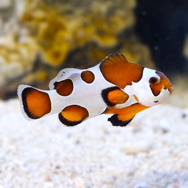 Orange Storm Clownfish - Captive Bred - Small - 1" to 1.25"