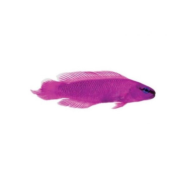 Orchid Dottyback - Captive Bred - 1" to 2" - (Pseudochromis fridmani)
