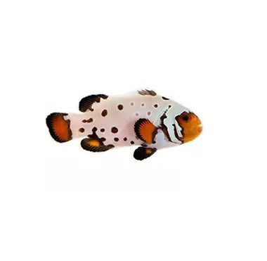 Premium Frostbite Ocellaris Clownfish - Captive Bred - Small - 1" to 1.25"