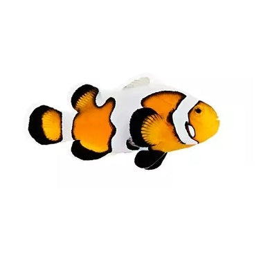 Premium Gladiator Ocellaris Clownfish - Captive Bred - Small - 1