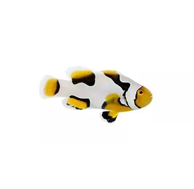 Premium Onyx Picasso Percula Clownfish - Captive Bred - Small - 1" to 1.25"