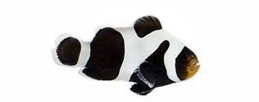 Premium Black Gladiator Ocellaris Clownfish - Captive Bred - Small - 1" to 1.25"