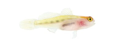 Red Head Goby - Captive Bred - Small - 1" to 1.25" - (Elacatinus puncticulatus)