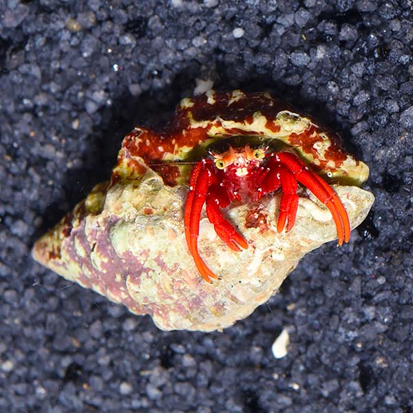 Scarlet Reef Hermit Crabs (Paguristes cadenati)