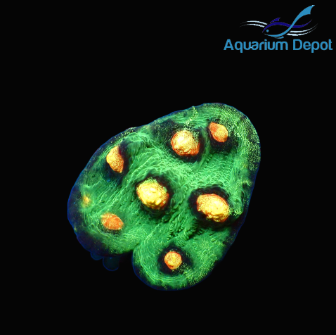 Raja Rampage Chalice Frag (Echinophyllia sp.)