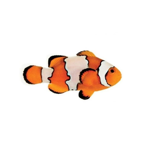 Snowflake Ocellaris Clownfish - Captive Bred - Small - 1" to 1.25"