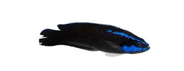 Springeri Dottyback - Captive Bred - 1" to 2" - (Pseudochromis springeri)