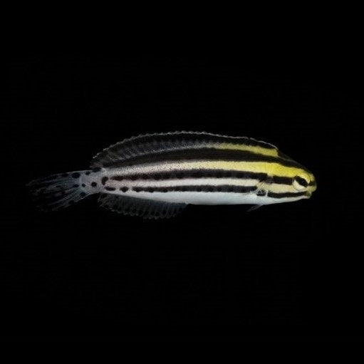 Striped Blenny - Captive Bred - 1" to 2" - (Meiacanthus grammistes)