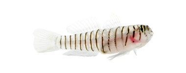 Tiger Goby - Captive Bred - Small - 1" to 1.25" - (Elacatinus macrodon)