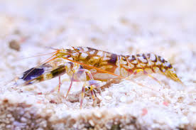 Tiger Pistol Shrimp - Alpheus bellulus