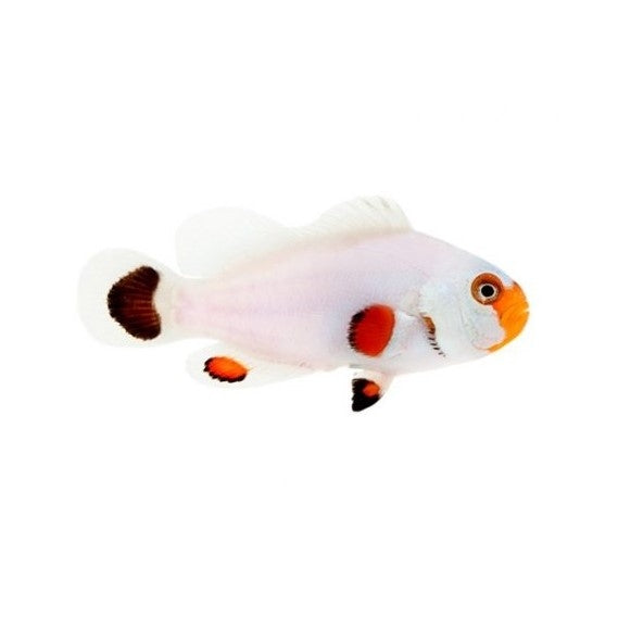 Wyoming White Ocellaris Clownfish - Captive Bred - Small - 1" to 1.25"