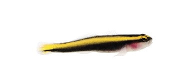 Yellow Neon Goby - Captive Bred - Small - 1" to 1.25" - (Elacatinus oceanops)